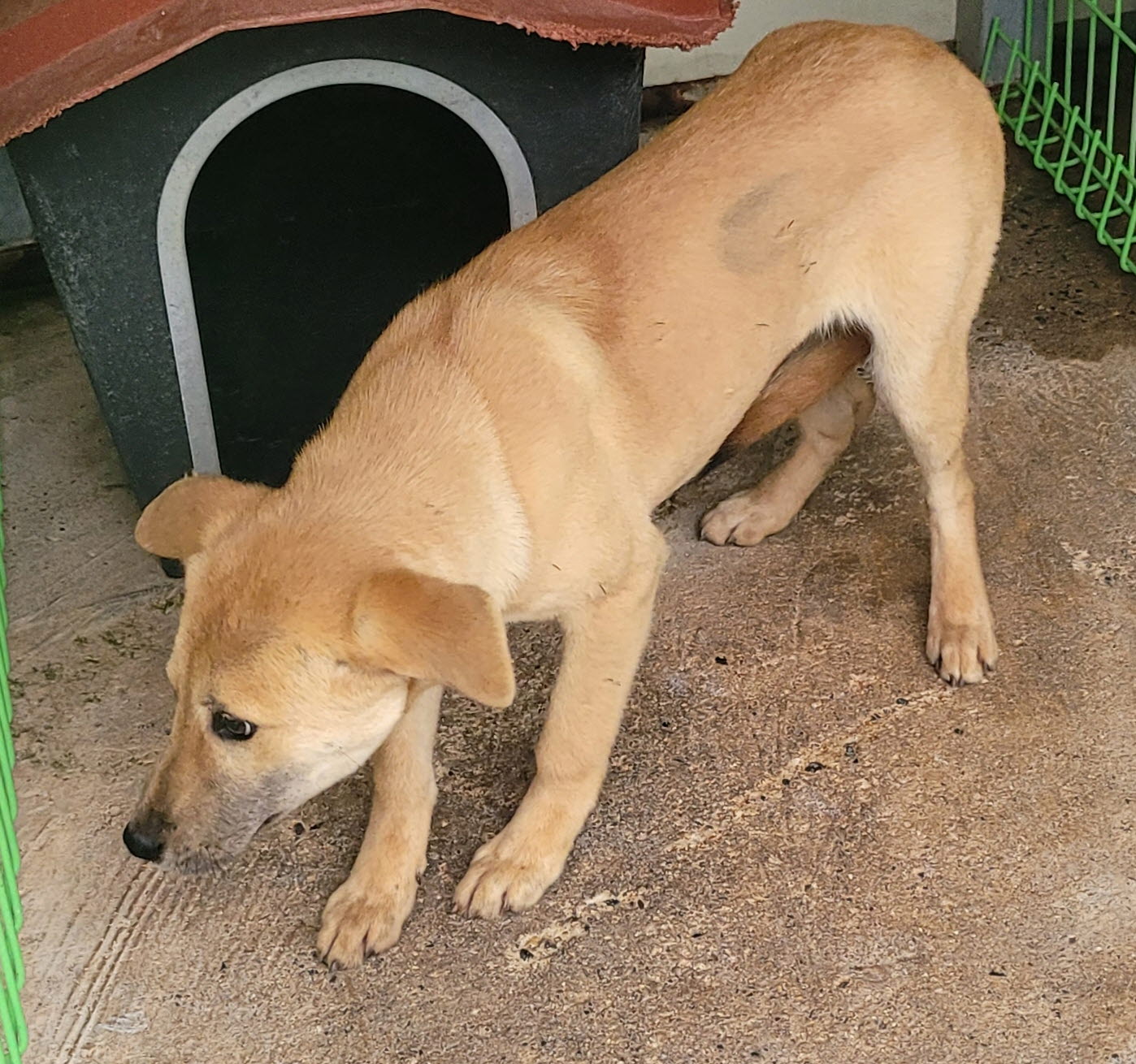 울진군동물보호센터_447525202400522